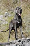 DOGUE ALLEMAND 033